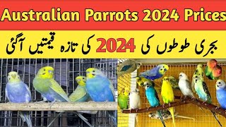 Australian parrots price in pakistan 2024  australian parrots price in karachi 2024  Budgies [upl. by Bernardina216]