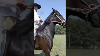 El Caballo de Paso Peruano La elegancia y suavidad del paso en un símbolo de la cultura shorts [upl. by Sallad985]