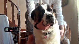 St Saint Bernard Self Awareness  Dog Recognizes Self In Mirror Using The Blink Test [upl. by Atel]