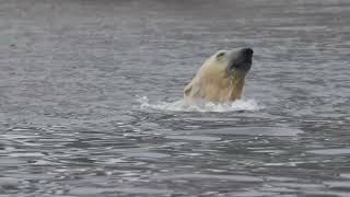 Polar Bear Coming Out of the WaterJaws Theme 62824 [upl. by Aroc]