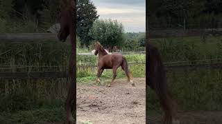 Rosilady ML playing outside  3 yo Gelders mare by Edmundo x Democraat [upl. by Menendez]