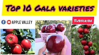 Top 10 gala apple varieties of 2023  schinico red gala apple variety  dark baron  devil gala [upl. by Sparke388]