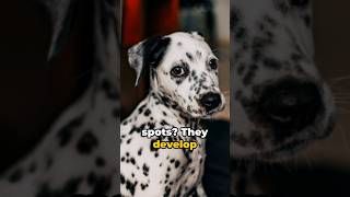 101 Dalmatians in Real Life Amazing Facts About the Dalmatian Breed dog shorts [upl. by Tiffy]