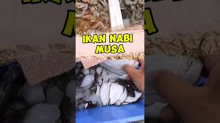 flat fish ikansebelah ikannabimusa youtubeshorts shortvideo [upl. by Eiramyllek]