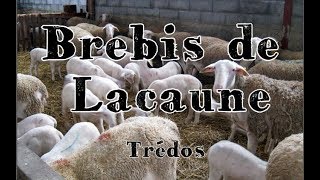 Brebis de Lacaune Hiver  Trédos [upl. by Acinorrev]