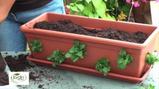 Réaliser une jardinière balconella  Jardin Express [upl. by Lunn]