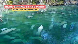 Blue Spring Florida Manatees State Park [upl. by Naivatco]