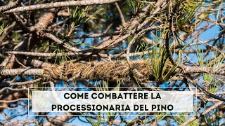 Come eliminare la processionaria del pino [upl. by Sset]