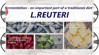 The wonders of homemade l reuteri probiotic yogurt and why cooked meat has more nutrients [upl. by Ainatit]