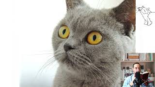 British Shorthair Pros and cons price how to choose facts care history [upl. by Cherida]