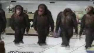 Monkey Dancing Dabkeh Funny [upl. by Eelrebmyk]