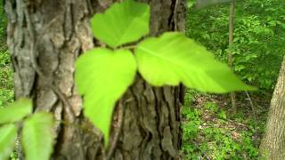 Identifying Poison Ivy and Oak [upl. by Zigrang916]