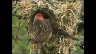 Swarming Red billed Quelea in Africa [upl. by Imik]