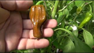 ⟹ Pepperoncini 2  Pepper Capsicum annuum UPDATE 7272016 pepper [upl. by Olinde]