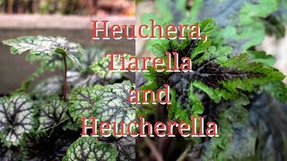 Heuchera Tiarella and Heucherella and propagation [upl. by Alarice332]