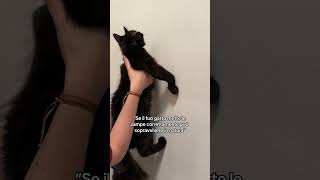 gattonero cat funny pets gatto catlover humor cute gatton memes [upl. by Childers]