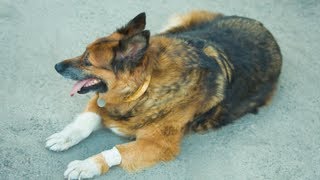 How to Treat Arthritis in Dogs  Arthritis In Dogs [upl. by Otnas]