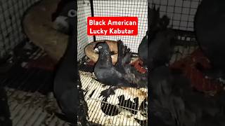 Black American Lucky fancy Kabutar pair american lucky fancypigeon kabutar kabootar [upl. by Tenaj]