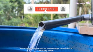 Ternak ikan keli dan talipia belakang rumah ikankeli hobi trending [upl. by Yrrek]