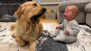 Golden Retriever Pup Makes Baby Cry But Says Sorry Cutest Ever [upl. by Erual]