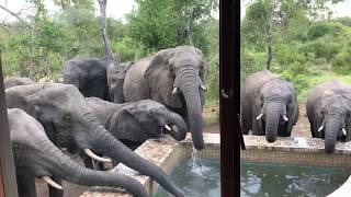 Unbelievable African Elephants in My Pool [upl. by Radcliffe]