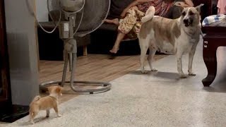 Chihuahua Puppy Barks At Bigger Dog [upl. by Navonoj]