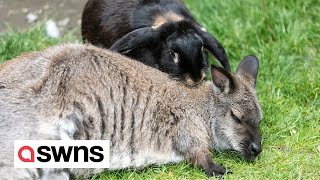 Woman adopts wallaby rejected by mum  and now he lives in her home as a pet  SWNS [upl. by Notyalk]