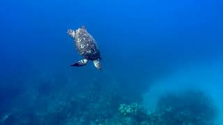 Hawksbill Turtle [upl. by Mashe]