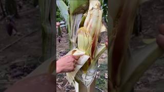 Operasi pohon pisang quotes ngakak katamutiara military gardening pisang fruitcutting fruit [upl. by Nauhs]