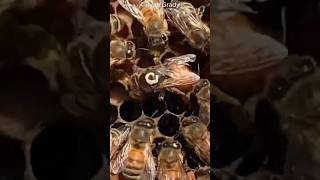 When the Queen Bee Dies  Shock😱 facts animals love shorts [upl. by Althea]