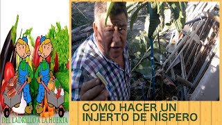 Como hacer un injerto de níspero [upl. by Llekcm]