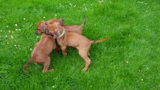 Rhodesian Ridgeback Kennel vom Okavango  Welpen 6 Woche II [upl. by Gora]