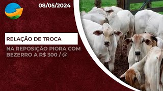 Relação de troca na reposição piora com bezerro de R300 a arroba  cotação já é realidade em alg [upl. by Atnek]