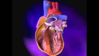 Heart ExcitationContraction Coupling [upl. by Brottman196]