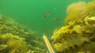 Rakke Stavern Norway Freediving and spearfishing 4K video [upl. by Arretak346]