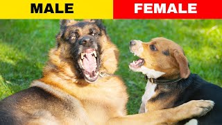 Male Dogs Vs Female DogsSurprising Differences [upl. by Oira]