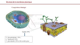 Vidéo 1 Membrane plasmique  Présentation générale [upl. by Ayikin]