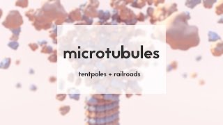 Microtubules tentpoles amp railroads [upl. by Griffis]