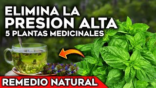 5 Plantas para BAJAR la PRESIÓN ALTA y la HIPERTENSIÓN de forma NATURAL  Cultivar en Casa y Jardin [upl. by Allianora297]