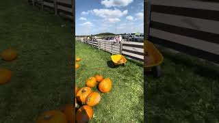 Pumpkins for Halloween at Downeys Farm  Caledon  Canada  Ravel Preet [upl. by Redmund]