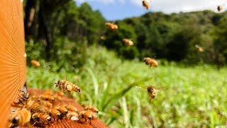 Flight of the honeybee [upl. by Wellesley534]