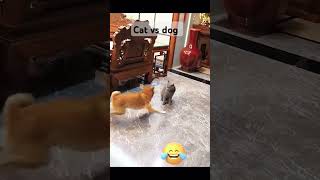 viral cat vs dog frank fight dog cat [upl. by Coffin]