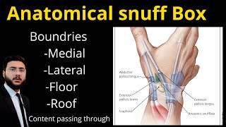 Anatomical Snuff Box l content l Boundaries l Clinical l Scaphoid fracture l radial pulsation [upl. by Finny471]