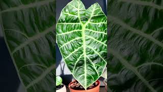 Alocasia Watsoniana rare plant [upl. by Anaig]