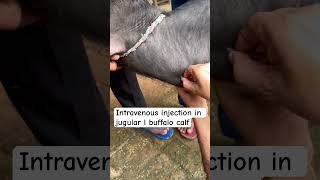 Intravenous injection in jugular vein l dr Umar khan [upl. by Fortuna]