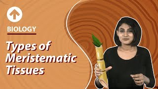 Types of Meristematic Tissues  Structural Organisation In Plants  Biology  Class 9 [upl. by Willey860]