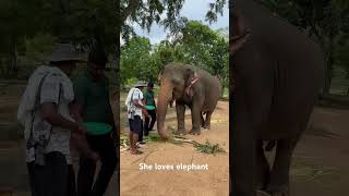 loveelephants shortvideo love e [upl. by Enimzaj]