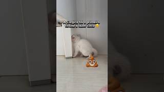 O PRIMEIRO FILHOTE DE GATO A FAZER COCO SOZINHO 😱💩🐱 gatos gato gatinho gatinhos gatosfofos [upl. by Slater]