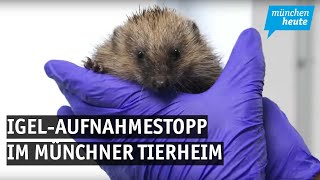 IgelAufnahmestopp im Münchner Tierheim [upl. by Anined]