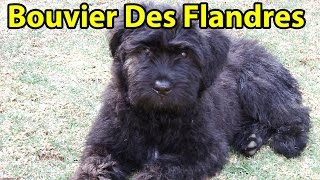 The Right Companion Bouvier Des Flandres [upl. by Edme]